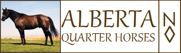 Alberta Quarter Horses