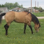 Quarter Horse - Buckskin Stallion - Real Quincy Gold