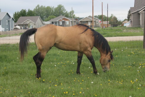 Quarter Horse - Buckskin Stallion - Real Quincy Gold