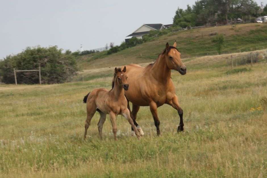 Quincys Roan Promise