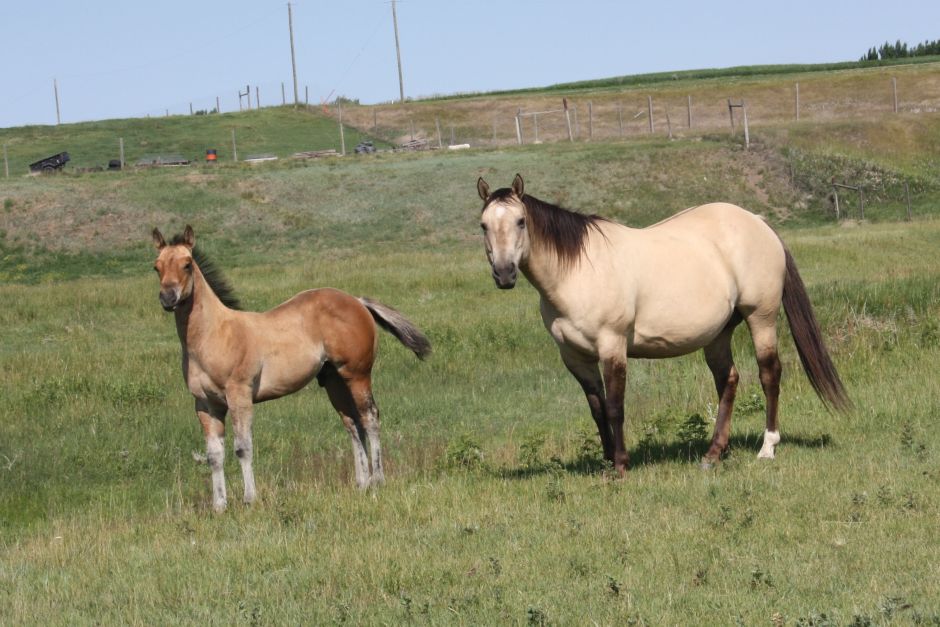 2025 Colt of Drifters Lacy Gold