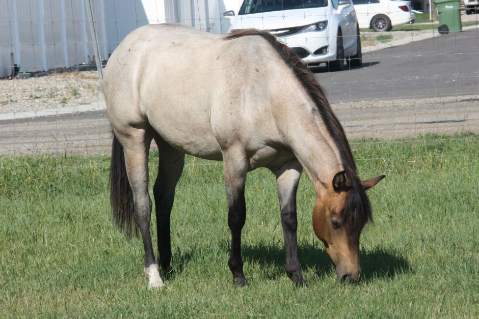 Quincys Roan Promise