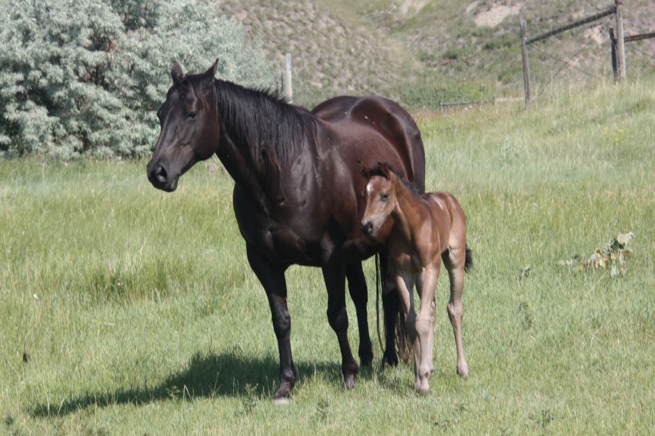 2025 Colt of Sassy Lassy Drifter