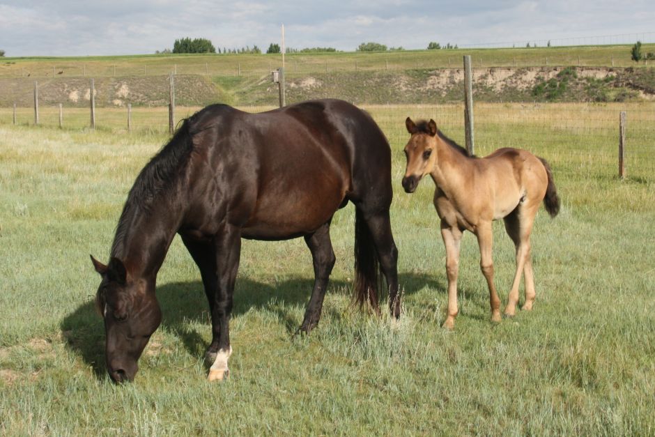 2025 Colt of Hollywood In Jewels