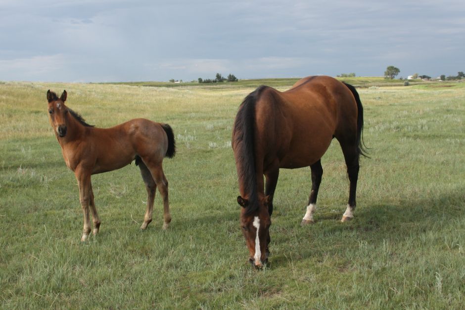 2025 Colt of Real Quincy Joy